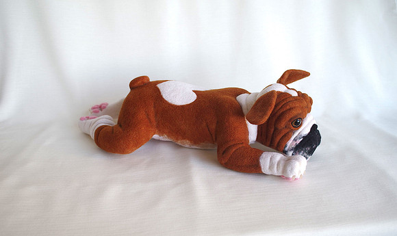Bulldog puppy