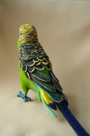 Budgerigar
