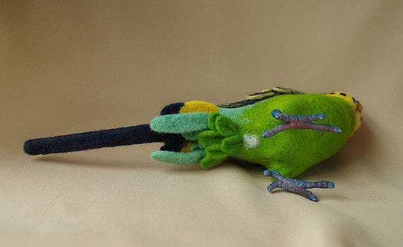 Budgerigar